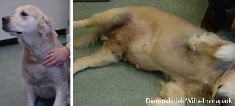 Een hond met een kale huid, zwart verkleuring en verdikte tepels en melkklieren tgv een testikel tumor. Foto Dierenkliniek Wilhelminapark utrecht